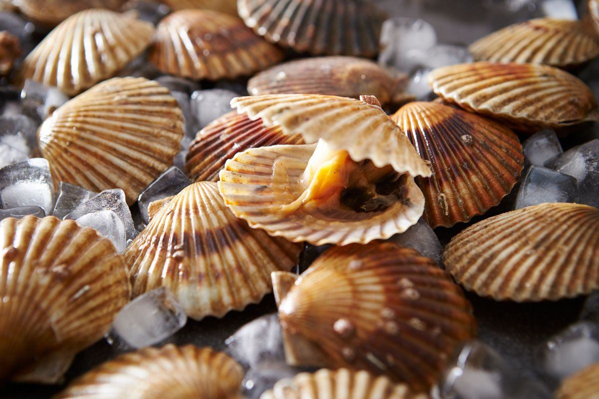 scallop exports