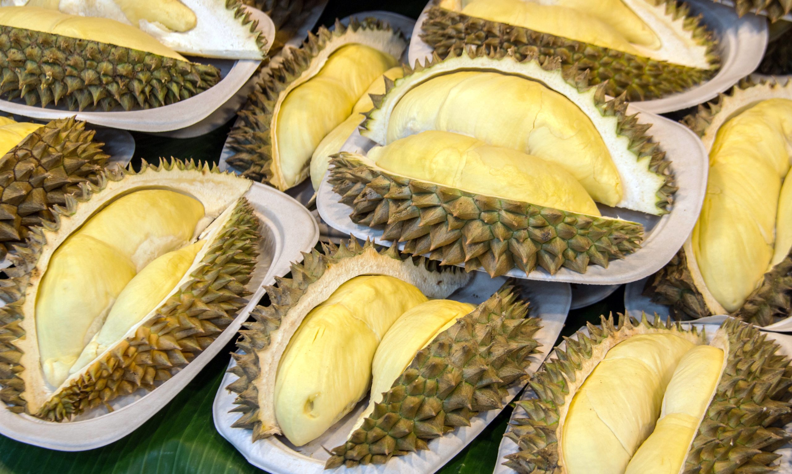 Vietnam Durian Exports Near Global No. 1 Position Vietnam Durian Exports Near Global No. 1 Position
