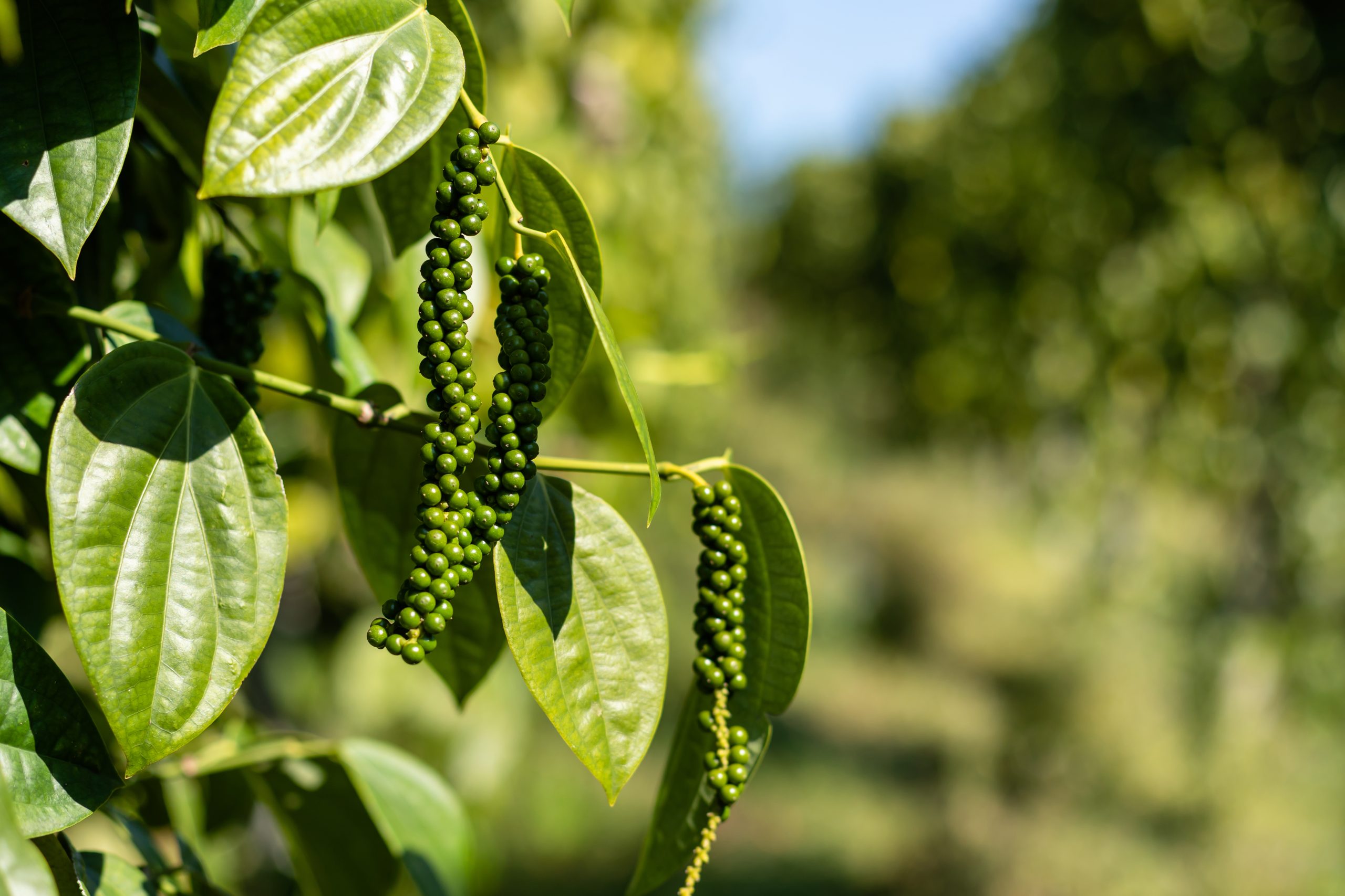 Vietnam's pepper